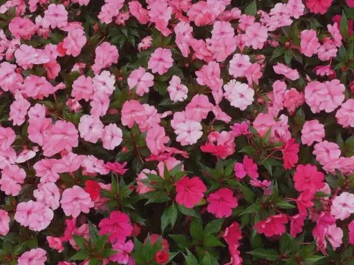 Un tapis de fleurs d'impatiens de Nouvelle-Guinée roses et fuchsia. L'entretien de ces plantes est simple pour un tel éclat.