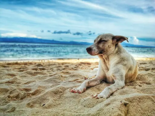 Un cane rilassato sulla sabbia, con il mare e le montagne sullo sfondo. Un'immagine perfetta per le spiagge per cani in Puglia.