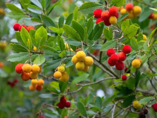 Grappes de fruits rouges et jaunes sur un arbousier, montrant la taille de l'arbousier et la maturité des baies.