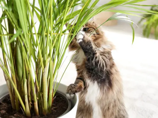 Puszysty kotek bada liście rośliny, zastanawiając się, czy calathea jest trująca dla kota.