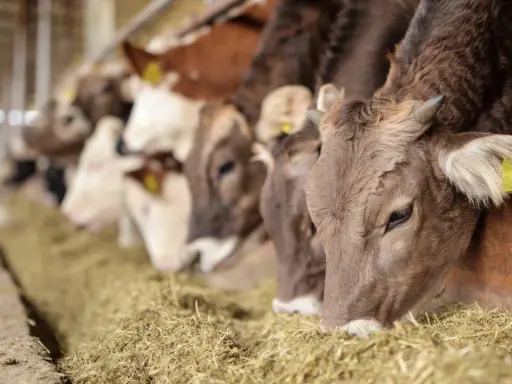 Rinder fressen Heu. Die Landwirtschaft trägt zu Treibhausgasen bei, aber auch die Ernährung der Tiere ist wichtig.