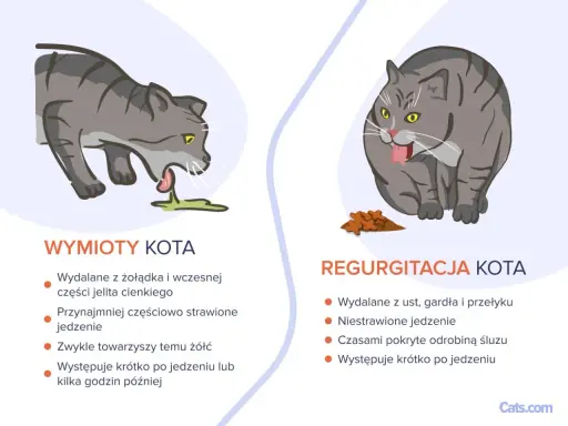 Ilustracja pokazuje dwa koty. Po lewej kot z wymiotami, po prawej kot z regurgitacją.