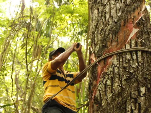 Hombre recolectando savia de árbol, parte del origen del chicle. La savia roja se ve en la corteza.