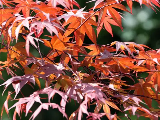 Rote und orangefarbene Blätter eines Ahorns, die im Sonnenlicht leuchten. Ein leichter Wind lässt die Zweige tanzen, als ob sie sich auf den Herbst vorbereiten.