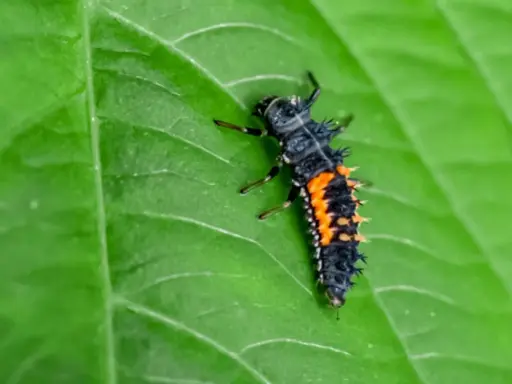 A spiky lady beetle larva, part of the lady beetle life cycle, crawls on a vibrant green leaf.