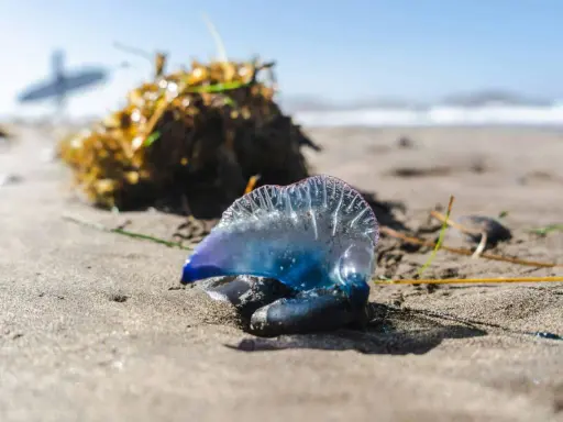 Una medusa blu e viola, un esemplare di zoologia marina, giace sulla sabbia umida vicino a un cumulo di alghe.