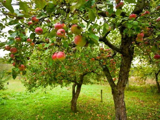 Un verger où les branches d'un pommier sont chargées de fruits rouges et jaunes. La taille pommier a permis une belle récolte.