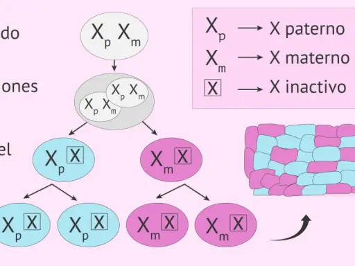 Proceso de inactivación del cromosoma X: un óvulo fecundado con cromosomas X paterno y materno sufre divisiones celulares, llevando a la inactivación aleatoria de uno de ellos, creando un mosaico de células.