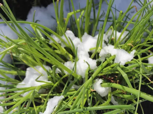 Grüner Schnittlauch kämpft sich durch den Schnee. Er beweist, dass Schnittlauch winterhart ist und auch bei Kälte wächst.
