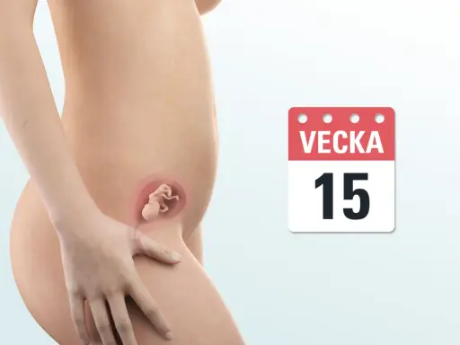 Gravid v 15. En illustration visar en gravid mage med ett foster inuti. En kalender visar vecka 15.