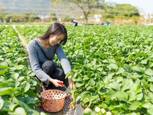 Une femme récolte des fraises dans un champ. Le moment idéal pour planter fraisier est au printemps ou à l'automne.