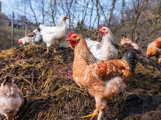 Des poules picorent sur un tas de fumier de poule, un engrais naturel riche pour le jardin.