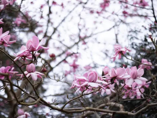 Delikatne, różowe kwiaty magnolii rozkwitają na gałęziach, zapowiadając wiosnę.