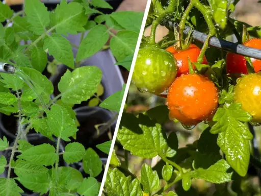 Watering tomato seedlings and ripe cherry tomatoes. Learn how often to water tomatoes in pots for healthy growth and fruit.