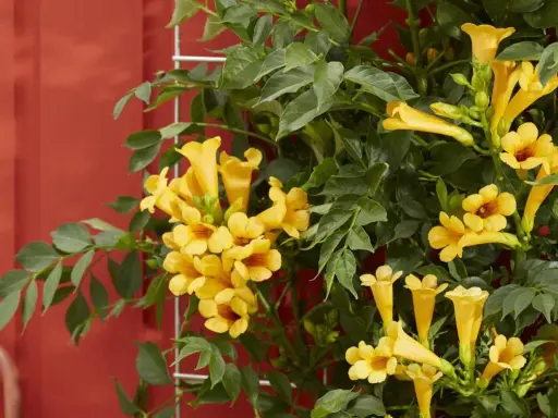 Une plante grimpante murale aux fleurs jaunes éclatantes s'épanouit sur un fond rouge vif.