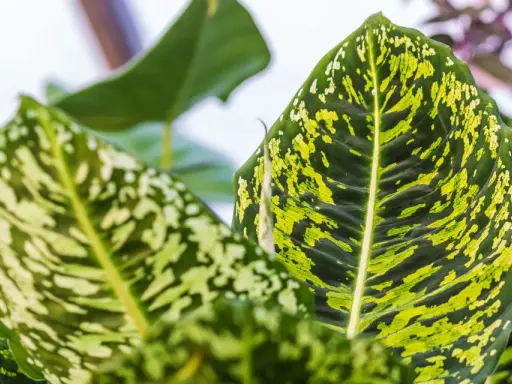 Nahaufnahme von Dieffenbachia-Blättern mit grünen und gelben Flecken. Die Blattadern sind deutlich sichtbar. Perfekt für die Dieffenbachia Pflege.