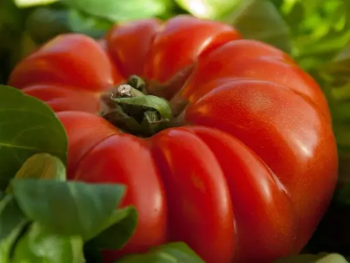 Gros plan sur une tomate cœur de bœuf rouge vif, ses lobes charnus se détachant sur un fond de feuilles vertes.