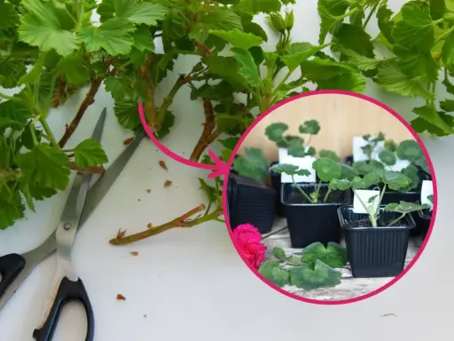 Przygotowanie sadzonek pelargonii: cięcie pędów i sadzenie w doniczkach.