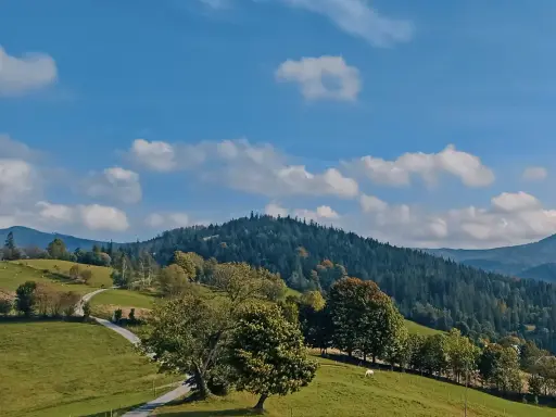 Zielony krajobraz Beskidów z krętą drogą, drzewami i lasem. To jedne z najpiękniejszych szlaków w Beskidach.