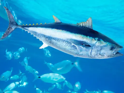 Un maestoso blauflossen thunfisch nuota tra banchi di pesci più piccoli in acque blu cristalline.
