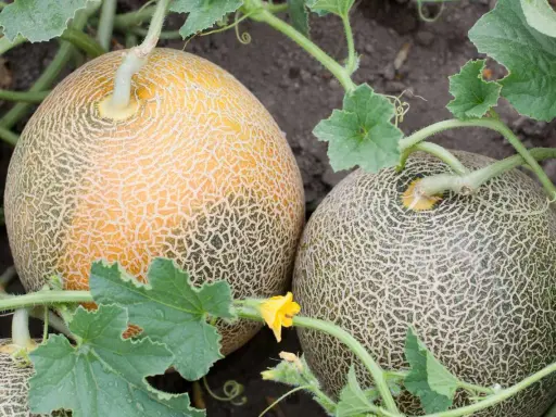 Deux melons cantaloups mûrs, un jaune et un vert, poussent sur leur plant. La culture du melon est un art.