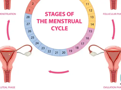 Cykl menstruacyjny: faza lutealna, owulacja, faza folikularna i menstruacja. Schemat przedstawia narządy rozrodcze kobiety i fazy cyklu.
