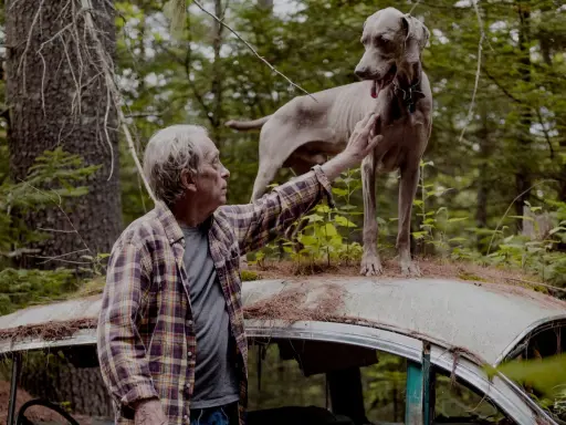 A man pets a Weimaraner standing on a rusted car roof in a forest, a scene reminiscent of William Wegman's most famous photos.