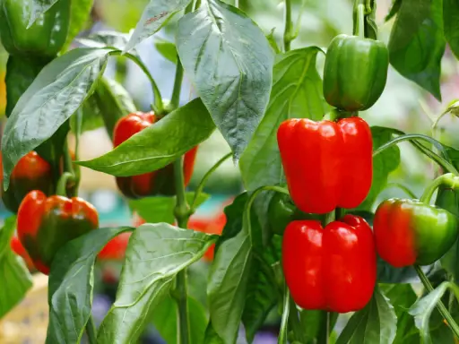 Poivrons rouges et verts mûrs sur leur plant, une belle association poivron potager.