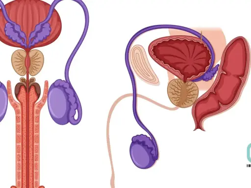 Anatomia układu rozrodczego mężczyzny. Ilustracja przedstawia pęcherz, prostatę, nasieniowody i jądra, kluczowe dla funkcji seksualnych, w tym erekcji.