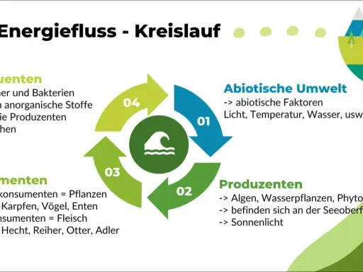 Der Energiefluss im Ökosystem See: Abiotische Faktoren, Produzenten, Konsumenten und Destruenten bilden einen Kreislauf.