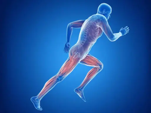 Beim Joggen werden die Beinmuskeln trainiert. Die Abbildung zeigt die Muskulatur eines Läufers.