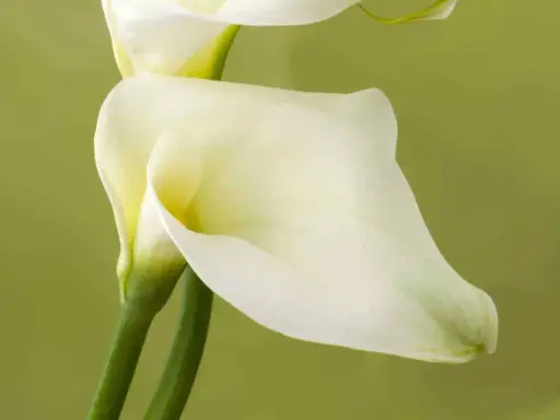 Deux élégantes fleurs de zantedeschia aethiopica, d'un blanc pur, se dressent sur des tiges vertes sur fond vert pâle.