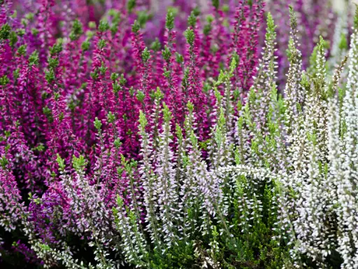 Brezo en flor, morado y blanco, con follaje verde. Cuidados sencillos para un jardín vibrante.