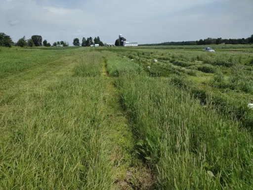 A wide field of lush green summer forage crops stretches towards a farm with silos and buildings.