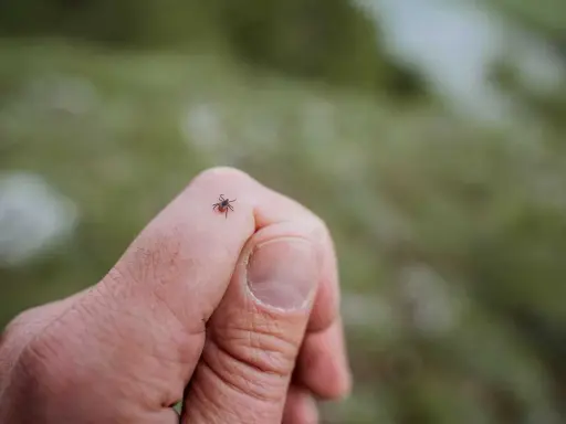 En fästing kryper på ett finger. Tänk på tbe inkubationstid om du hittar en.
