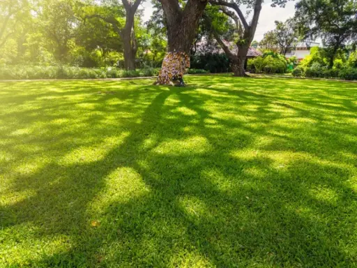 A lush green lawn, with dappled sunlight and shade from large trees, creates a peaceful scene. The grass that grows in shade here is vibrant and healthy.
