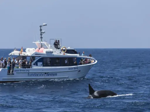 Orca schwimmt neben einem Boot mit Touristen. Beste Zeit für Whale Watching in Tarifa ist jetzt!