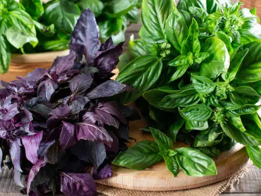 Deux bouquets de basilic, l'un pourpre et l'autre vert, sur une planche en bois. Le basilic africain est connu pour ses nombreux bienfaits.