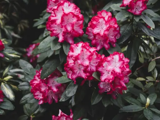 Piękne, różowo-białe kwiaty rododendrona. Ta roślina preferuje kwaśną ziemię, bogatą w próchnicę.