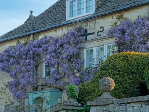 Une glycine spectaculaire s'épanouit contre une maison en pierre, ses grappes violettes tombant en cascade.