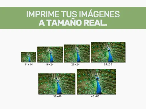 Imprime tus imágenes a tamaño real. Muestra un pavo real con la cola desplegada en varios tamaños: 11x14, 16x24, 20x24, 24x36, 30x40 y 40x60.