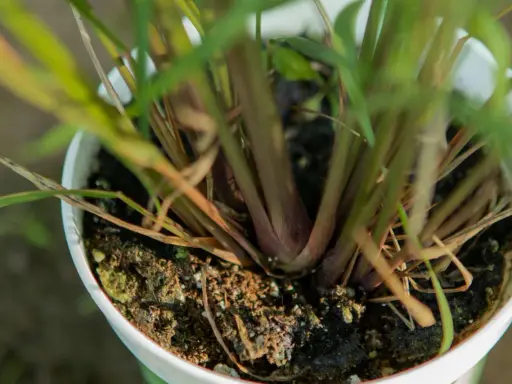 Close-up of a potted lemongrass plant, showing its thick, reddish stalks and green leaves emerging from dark soil.