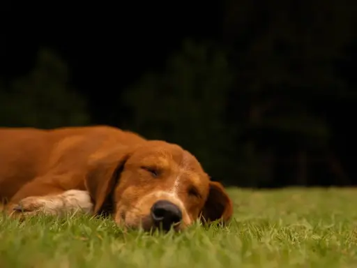 Un chien brun dort paisiblement sur l'herbe. Il semble qu'il rêve de rester dehors la nuit.
