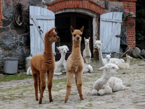 Urocza agroturystyka śląskie ze zwierzętami. Stado alpak odpoczywa przed stodołą, niektóre siedzą, inne stoją.