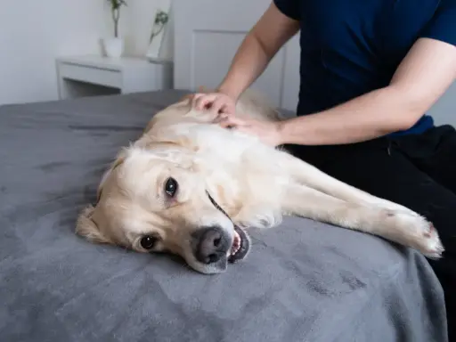 Złoty retriever leży na łóżku, a jego właściciel go głaszcze. Czy chip u psa jest wyczuwalny?
