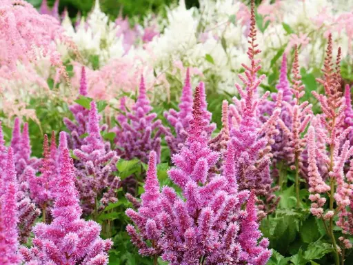 A field of pink and white astilbe blooms, showcasing their feathery plumes. This is the peak astilbe bloom time, a vibrant display of summer color.