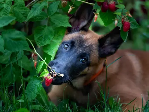 Szczeniak malinois próbuje maliny prosto z krzaka. Czy pies może maliny? Ten maluch zdaje się mówić tak!