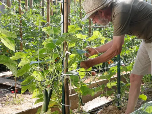 Un jardinier aide à fabriquer un tuteur pour ses concombres, guidant les plantes grimpantes dans le potager.