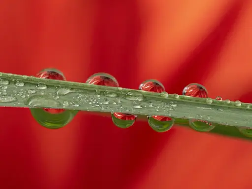 Macro per fotografare gocce d'acqua su un filo d'erba, con riflessi rossi di un fiore.