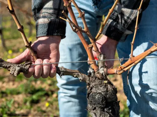 Przycinanie winorośli: Kiedy i jak ciąć dla obfitych plonów?